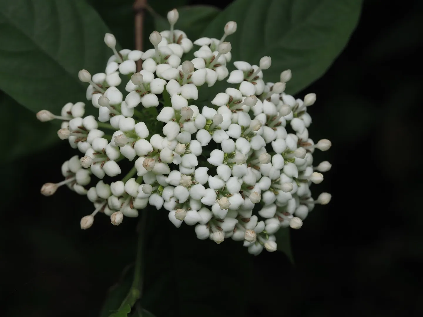 Duperrea pavettifolia